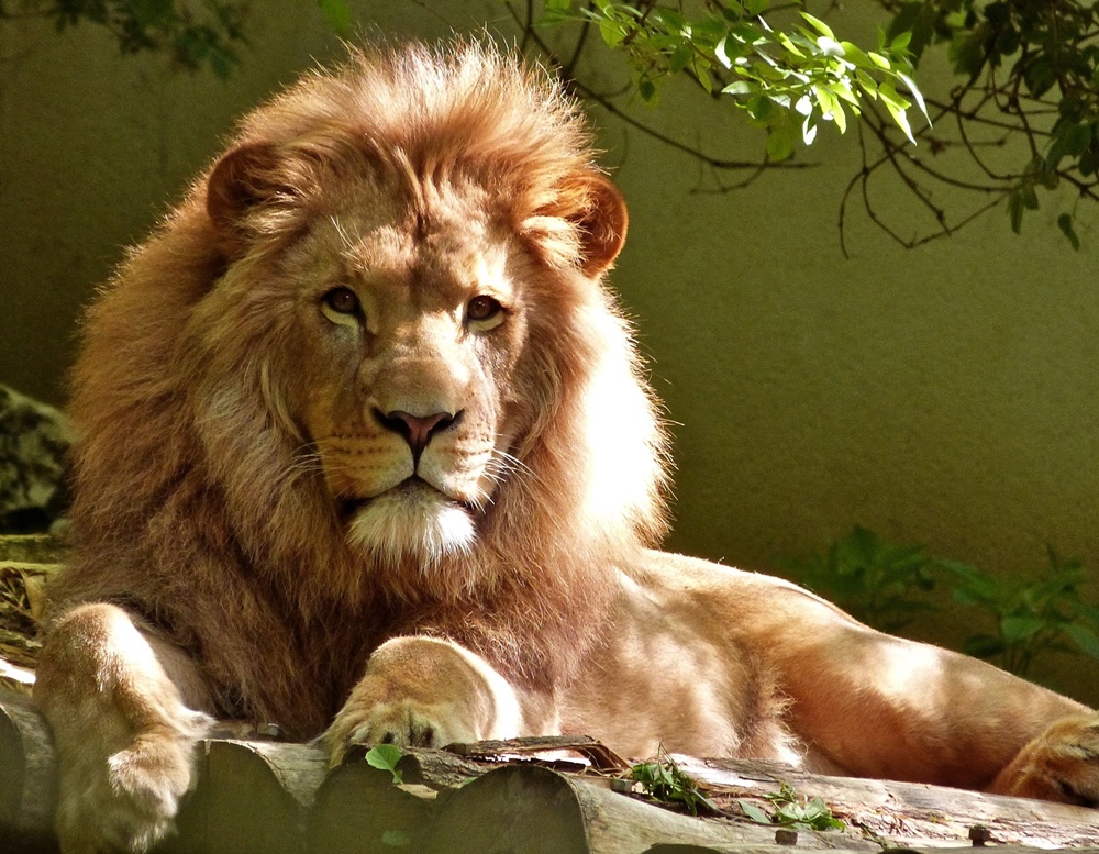 Как завоевать мужчину-Льва в зависимости от своего знака зодиака