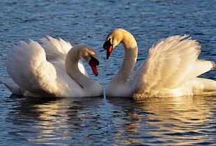 Моногамия: виды и причины выбора