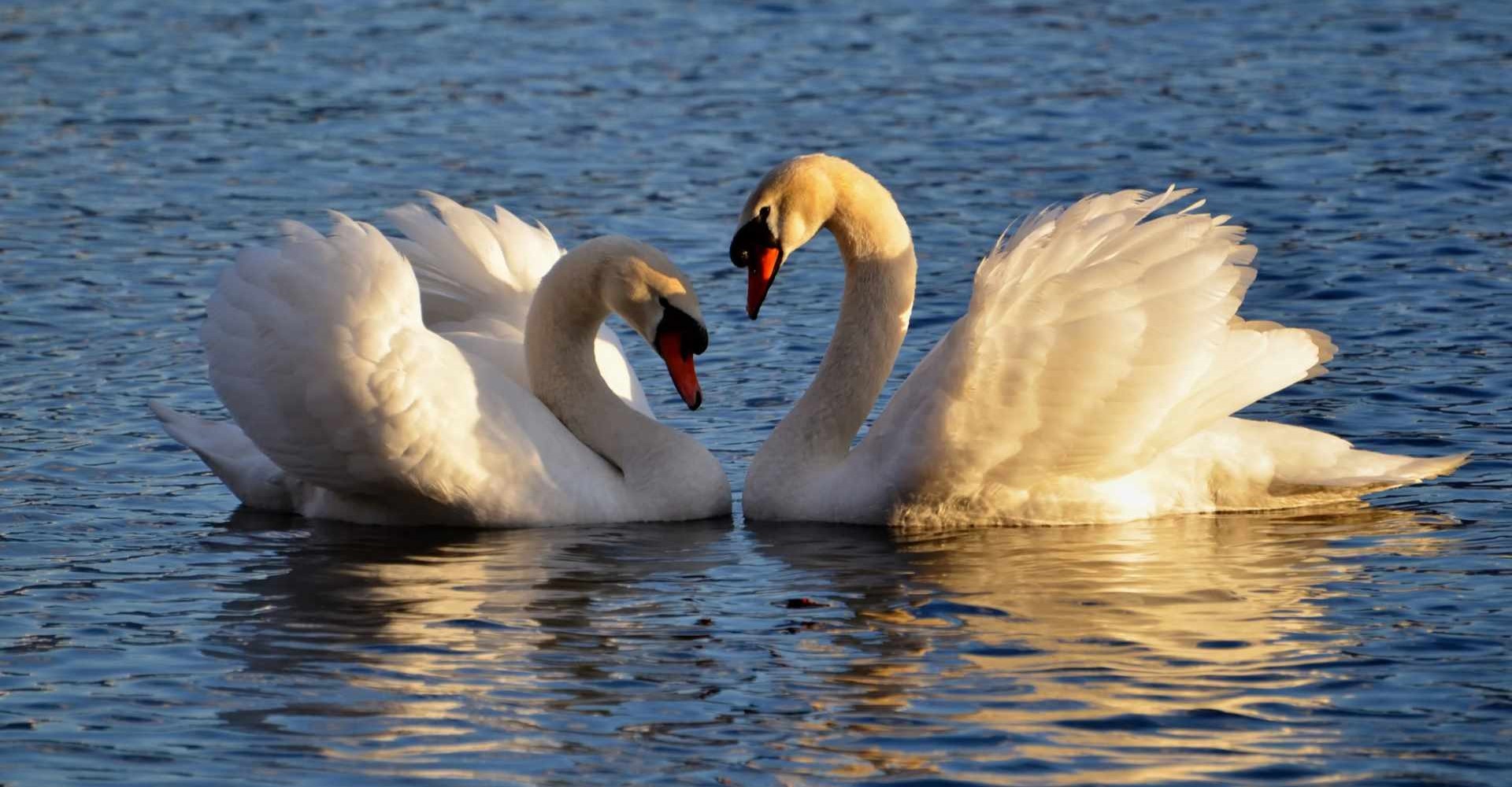 Моногамия: виды и причины выбора Моногамия: виды и причины выбора